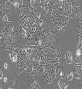 MCF7[MCF-7]人乳腺癌細胞主圖