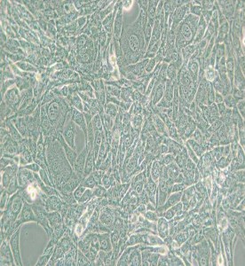 15P-1小鼠睪丸上皮細(xì)胞主圖