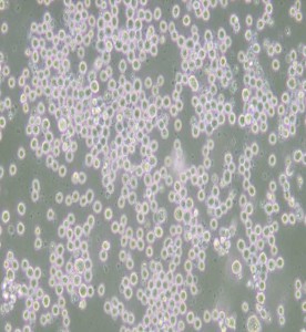 35.1雜交瘤細胞抗CD2主圖