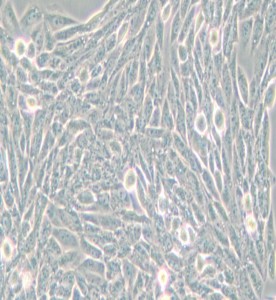 Lec1/Pro-5WgaRI3C倉鼠卵巢細胞主圖