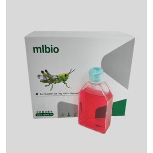 兔骨髓來源內(nèi)皮祖細胞主圖