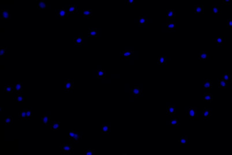 小鼠骨髓間充質(zhì)干細胞主圖