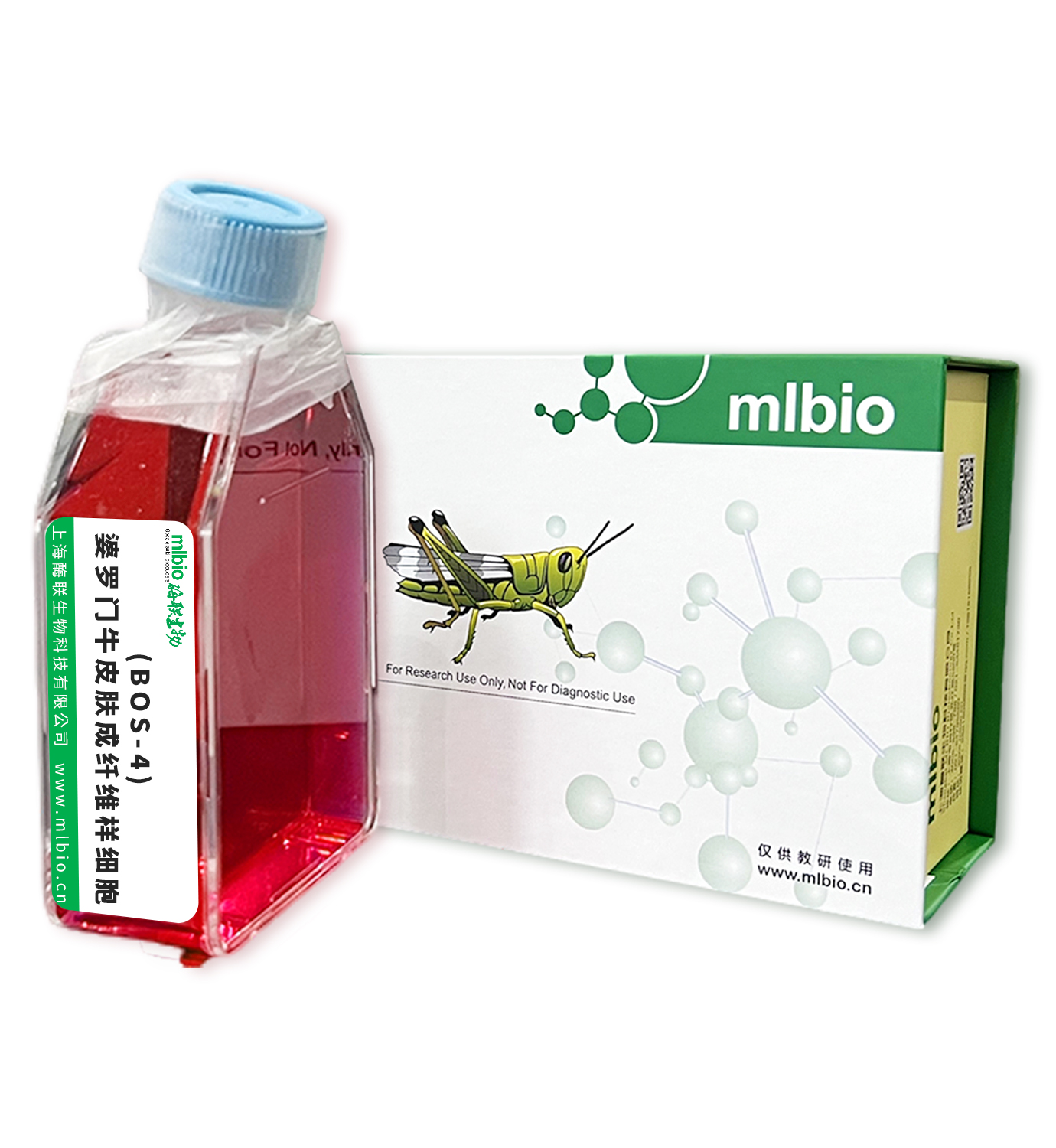 (BOS-4)婆羅門(mén)牛皮膚成纖維樣細(xì)胞主圖