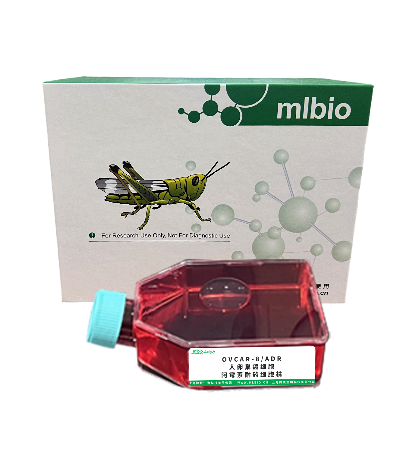 OVCAR-8/ADR人卵巢癌細胞阿霉素耐藥細胞株主圖