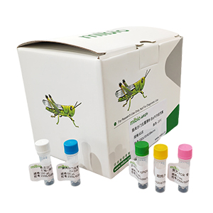 玉米細菌性枯萎病菌探針法qPCR試劑盒(不含內(nèi)參)主圖