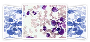 各種組織學試劑，包括固定液和染色液